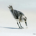 "Oh yum!! A baby Ghost Crab for lunch!!"