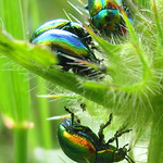 Iridescent Beetles