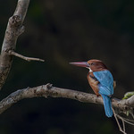 Braunliest / White-throated kingfisher