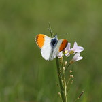 orange tip