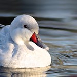 Bahamapijlstaart - Silver Bahama Pintail (Anas bahamensis)