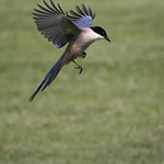 Iberian Magpie_MG_4997