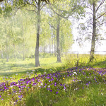 Oh What a beautiful morning