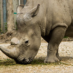Rhinocerotidae