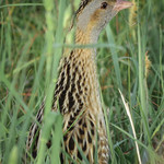 corncrake