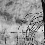 Barbed Wire