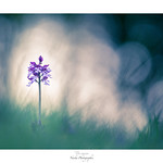 Les petits hommes &agrave; la capuche