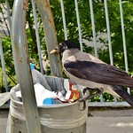 Crow Врана DSC_0062