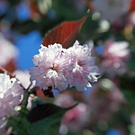 that sweet flower of love