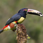 Ara&ccedil;ari-de-pesco&ccedil;o-preto / Tucancillo collarejo / Collared Aracari