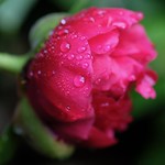 We prayed for rain...