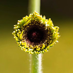 BB (No group logo please)