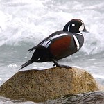 Harlequin Duck (Histrionicus histrionicus)