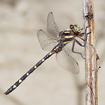 Brown Spiketail (Cordulegaster bilineata)