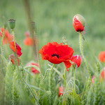 Poppy Time