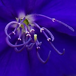 Una macro p&uacute;rpura