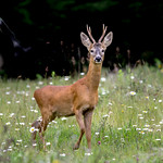 DEER - A Young Roe Buck