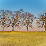 Five Trees
