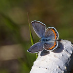 Butterfly ( Acmon Blue )