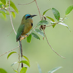 Keel-billed Motmot
