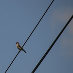 like a bird on the wire