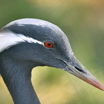 Demoiselle Crane