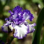 At the Iris Gardens