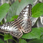 Clipper Butterfly
