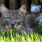 Is it possible that I'm being watched ?