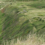 Old houses never die