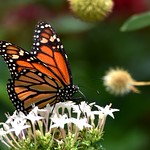 Dancing in the sunlight DSC_2780