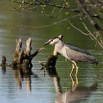 Black-crowned Night-heron