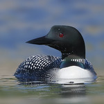 Common Loon