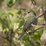 Painted Bunting IMG_5599edtvg