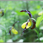 Cypripedium calceolus