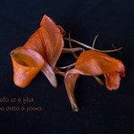 Versos, p&eacute;talos