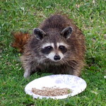 BB the Birdseed Bandit eating Seeds