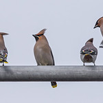 When you wait all day for a waxwing then 7 turn up!