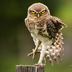Little Young Owl