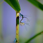 Waterjuffer (Coenagrionidae)