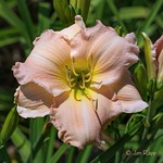 Lovely Memory (Dove 80) (edit)