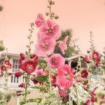 Hollyhocks