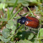 Garden Chafer - Phyllopertha horticola