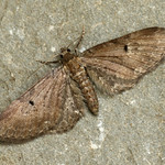 Eupithecia denotata denotata - Campanula Pug