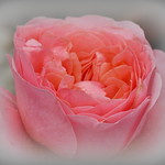 P1140119-006 Vision in pink