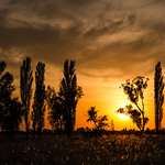 Sunset in the field