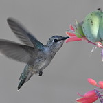 Black-Chinned Hummingbird