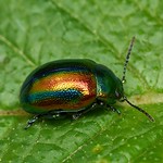 Chrysolina fastuosa (dead-nettle leaf beetle)