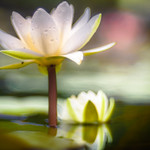Water Lily