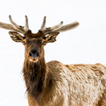 bull elk portrait